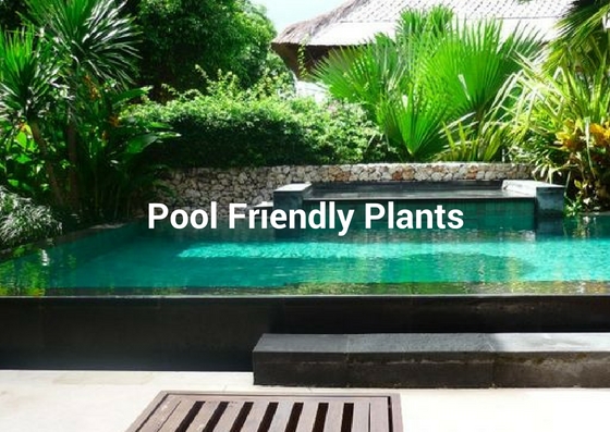What To Plant Around A Swimming Pool - Albatross Swimming ...